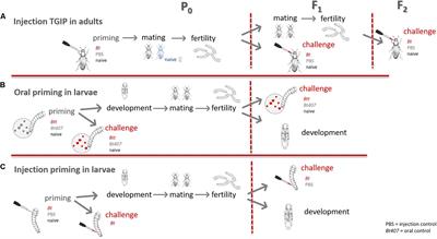 Transgenerational Developmental Effects of Immune Priming in the Red Flour Beetle Tribolium castaneum